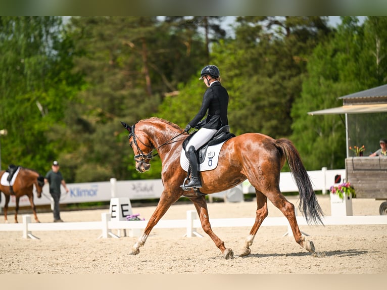 Oldenbourg Hongre 11 Ans 175 cm Alezan in Barłomino