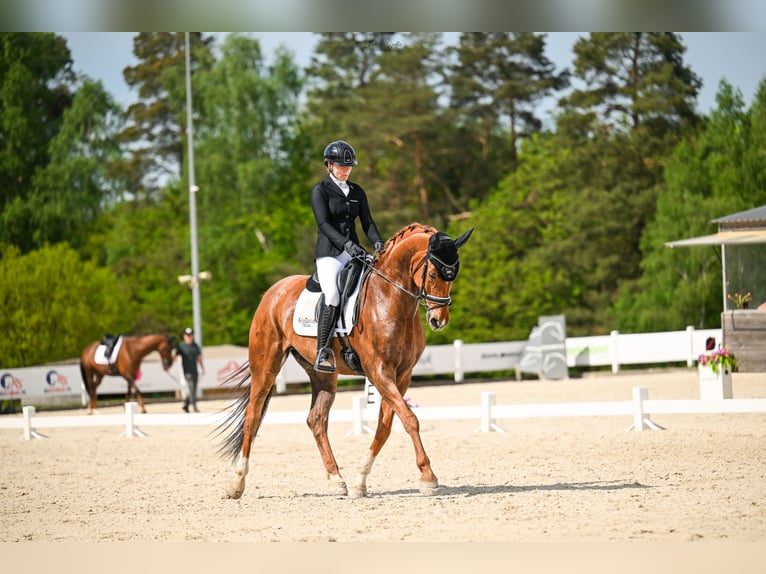 Oldenbourg Hongre 11 Ans 175 cm Alezan in Barłomino