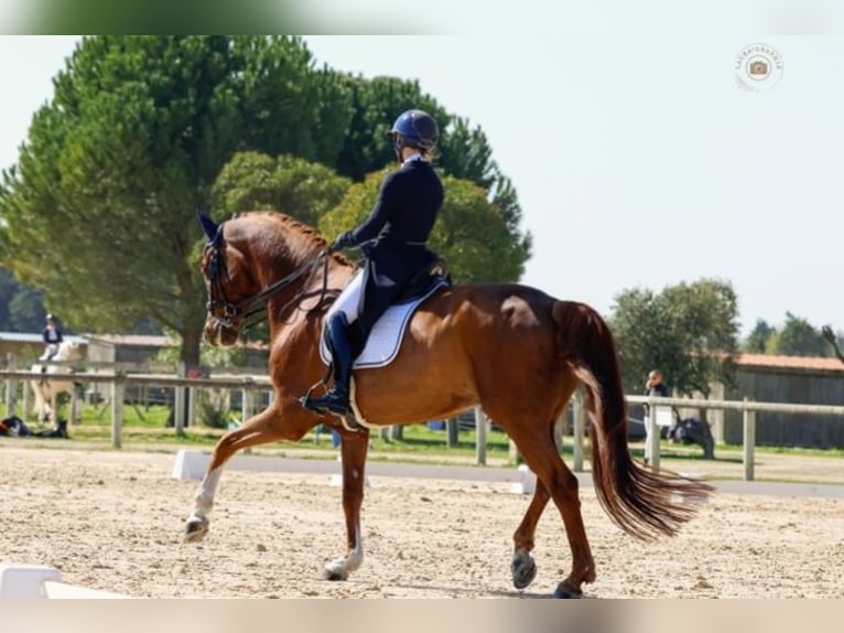 Oldenbourg Hongre 11 Ans 175 cm Alezan in Nice