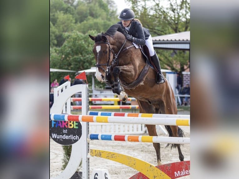 Oldenbourg Hongre 11 Ans 175 cm Bai in Knüllwald