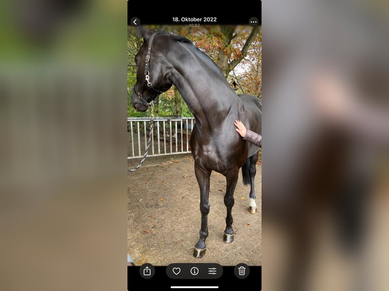 Oldenbourg Hongre 11 Ans 175 cm Noir in Molbergen
