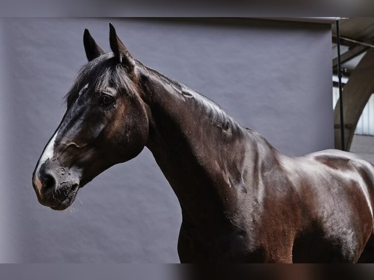 Oldenbourg Hongre 11 Ans 175 cm Noir in Wedel