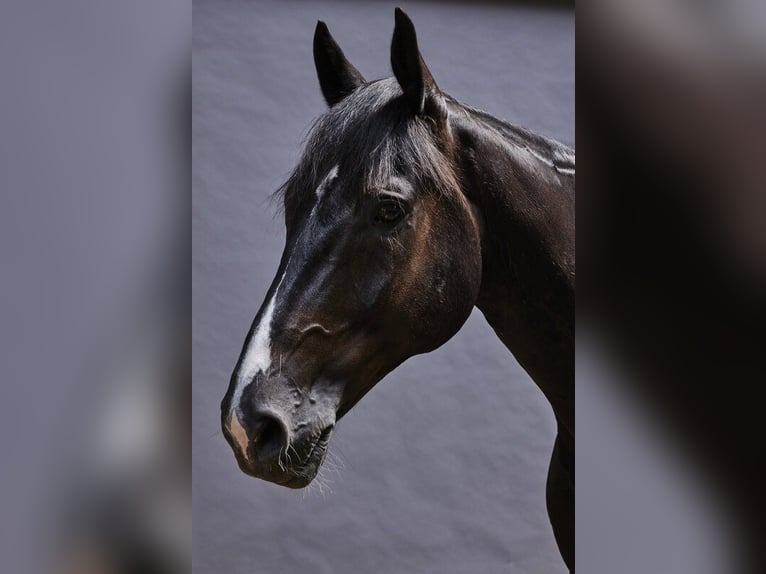 Oldenbourg Hongre 11 Ans 175 cm Noir in Wedel