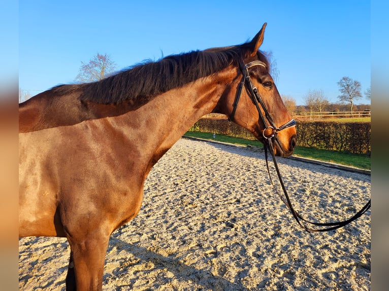 Oldenbourg Hongre 11 Ans 176 cm Bai brun in Frelsdorf