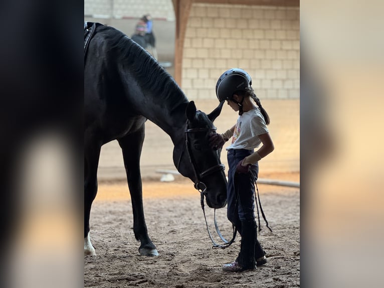 Oldenbourg Hongre 11 Ans 176 cm Noir in Coburg