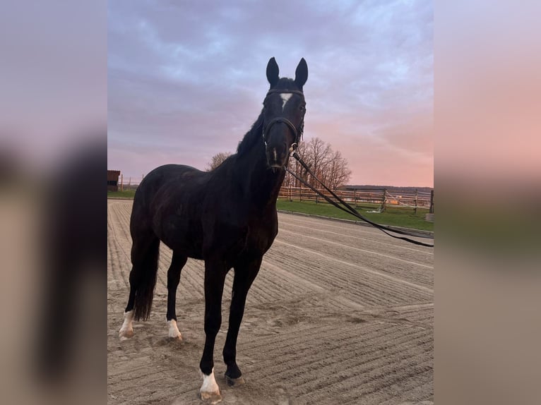 Oldenbourg Hongre 11 Ans 176 cm Noir in Coburg