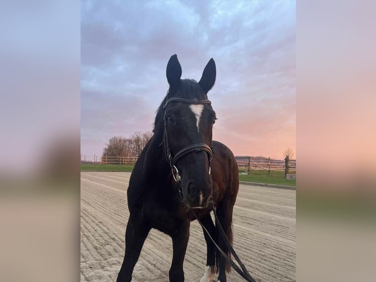 Oldenbourg Hongre 11 Ans 176 cm Noir in Coburg