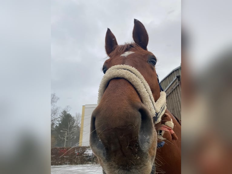 Oldenbourg Hongre 11 Ans 178 cm Alezan in Hilpoltstein