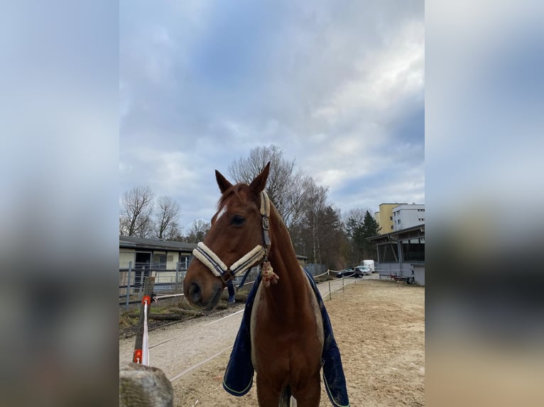 Oldenbourg Hongre 11 Ans 178 cm Alezan in Hilpoltstein