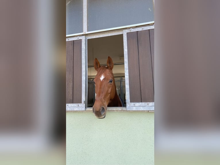 Oldenbourg Hongre 11 Ans 178 cm Alezan in Hilpoltstein