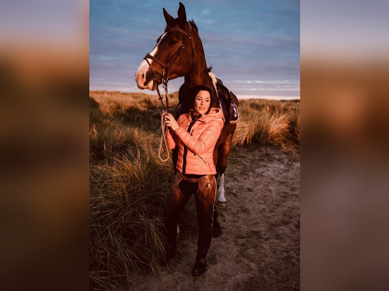 Oldenbourg Hongre 11 Ans 178 cm Bai in Verden (Aller)