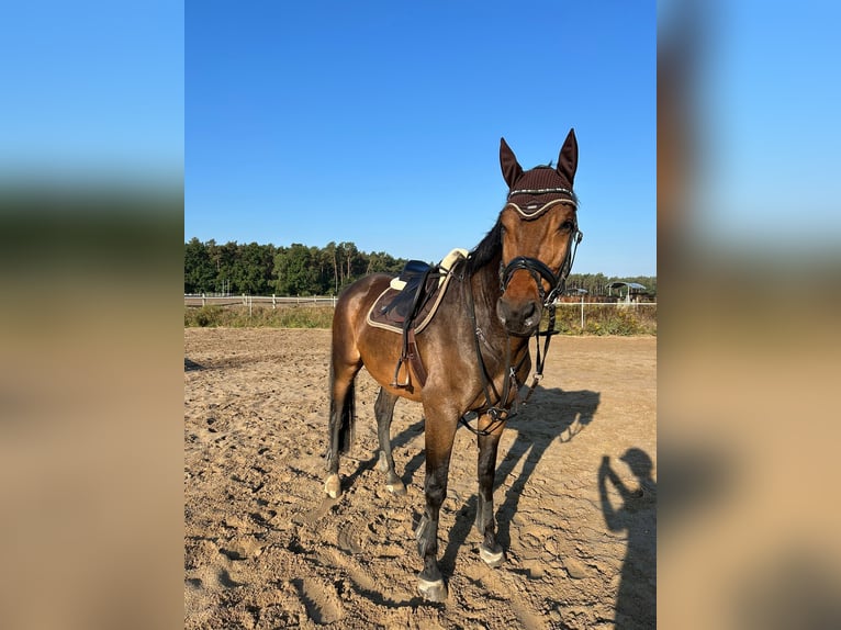 Oldenbourg Hongre 11 Ans 180 cm Bai in Sehnde