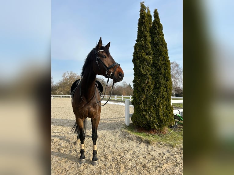 Oldenbourg Hongre 11 Ans 180 cm Bai in Sehnde