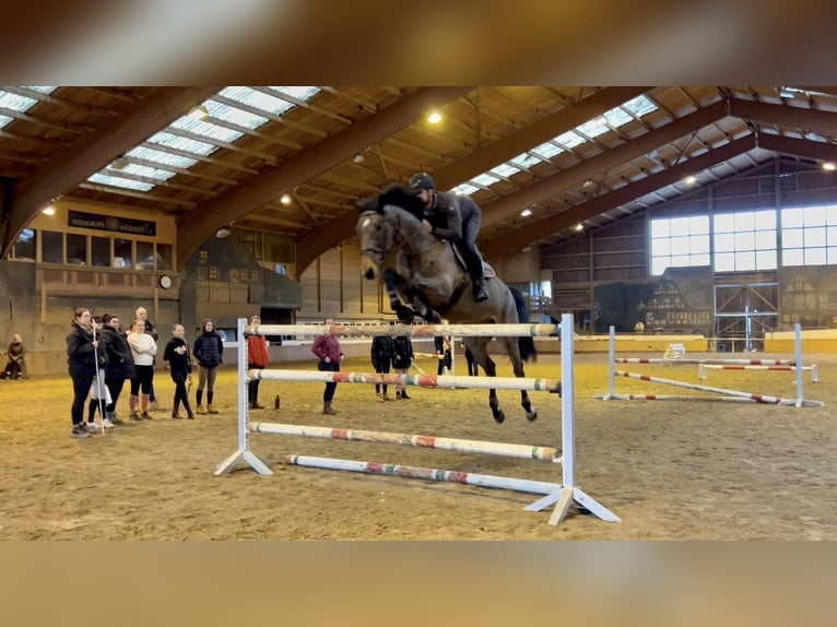 Oldenbourg Hongre 11 Ans 182 cm Bai in Berching