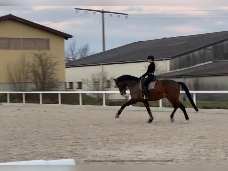 Oldenbourg Hongre 11 Ans 183 cm Bai in Ludwigsburg