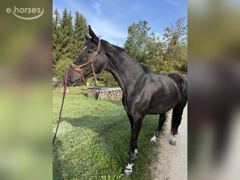 Oldenbourg Hongre 11 Ans 184 cm Bai brun in Ohmden