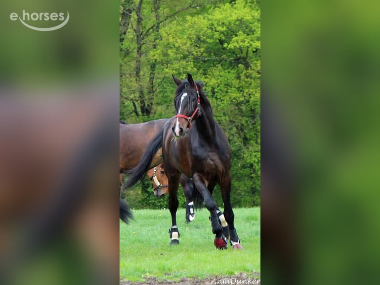 Oldenbourg Hongre 11 Ans 184 cm Bai brun in Ohmden