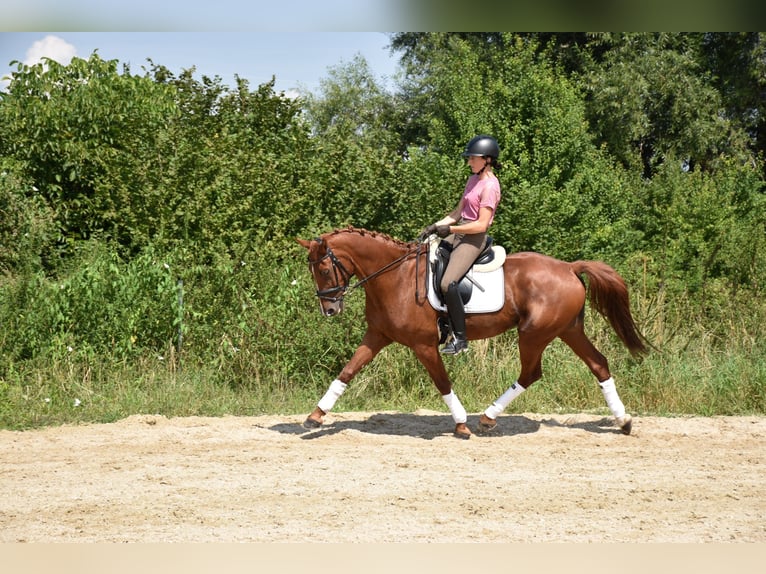 Oldenbourg Hongre 12 Ans 165 cm Alezan in Prag