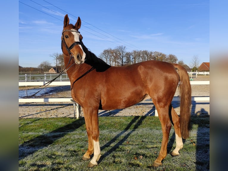 Oldenbourg Hongre 12 Ans 165 cm Alezan in Bad Laer