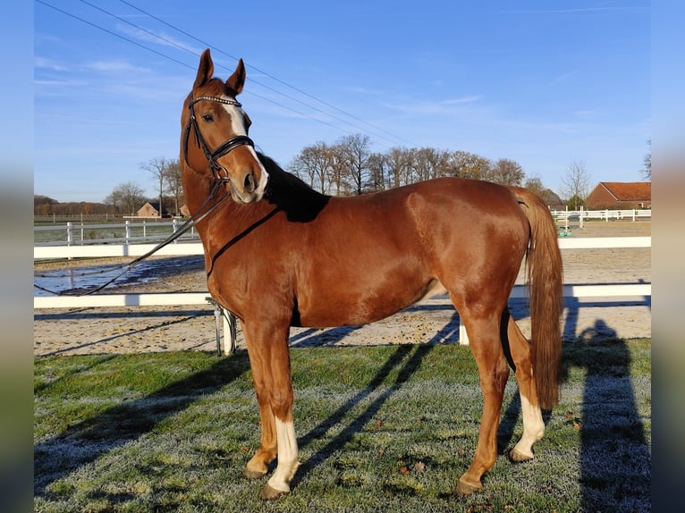 Oldenbourg Hongre 12 Ans 165 cm Alezan in Bad Laer