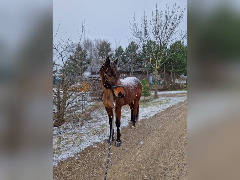 Oldenbourg Hongre 12 Ans 165 cm Bai in Felixdorf