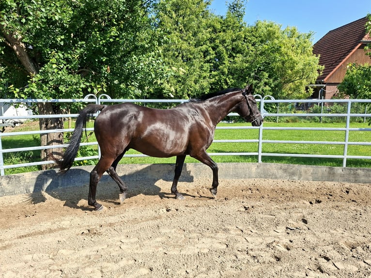 Oldenbourg Hongre 12 Ans 165 cm Noir in Rostock