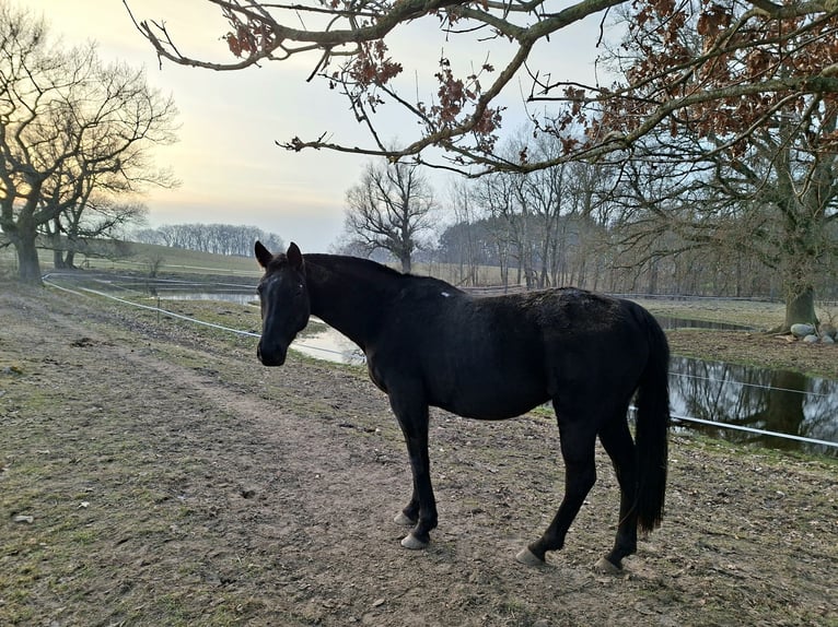 Oldenbourg Hongre 12 Ans 165 cm Noir in Tessin