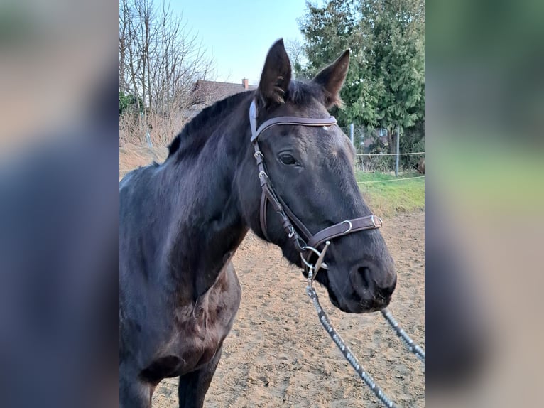 Oldenbourg Hongre 12 Ans 165 cm Noir in Tessin