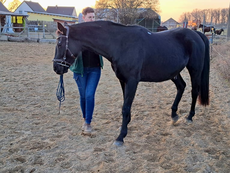 Oldenbourg Hongre 12 Ans 165 cm Noir in Tessin