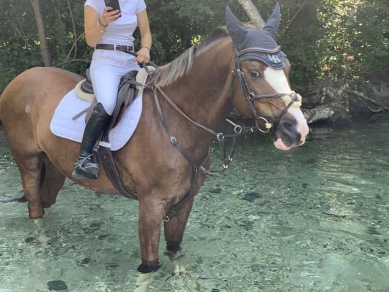 Oldenbourg Hongre 12 Ans 168 cm Alezan brûlé in Wien