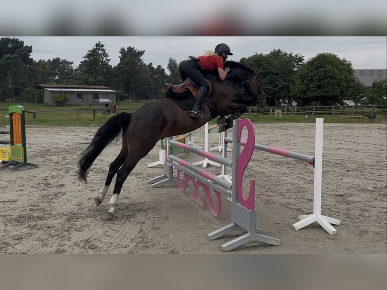 Oldenbourg Hongre 12 Ans 168 cm Bai brun in Wendorf