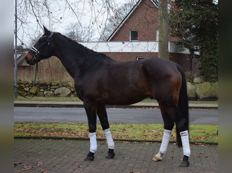Oldenbourg Hongre 12 Ans 168 cm Bai brun foncé in Fredenbeck