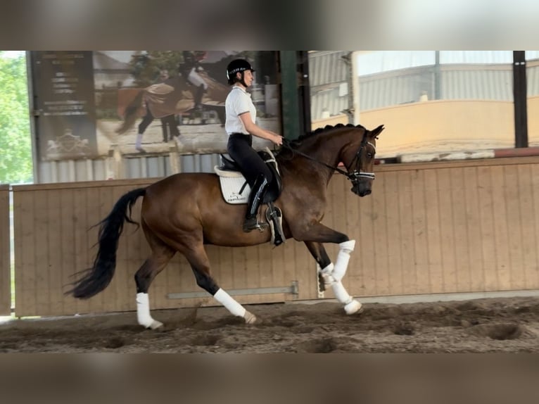 Oldenbourg Hongre 12 Ans 168 cm Bai in Dätgen