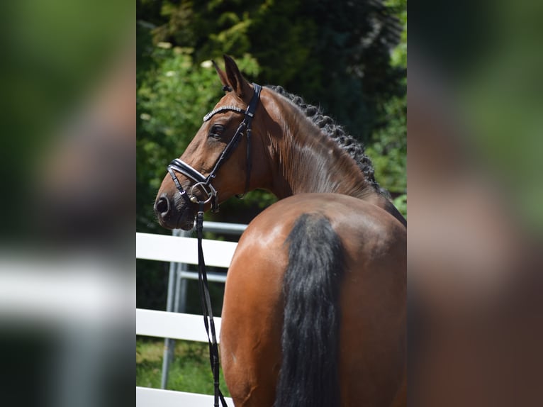 Oldenbourg Hongre 12 Ans 168 cm Bai in Dätgen