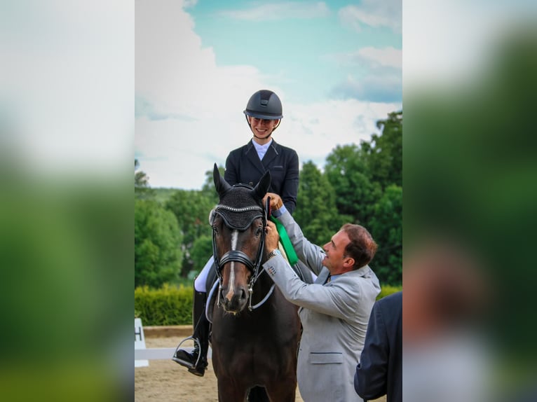 Oldenbourg Hongre 12 Ans 169 cm Bai brun in Münchberg