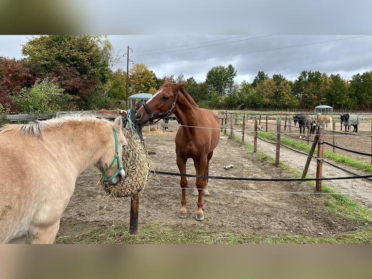 Oldenbourg Hongre 12 Ans 170 cm Alezan in Lengde