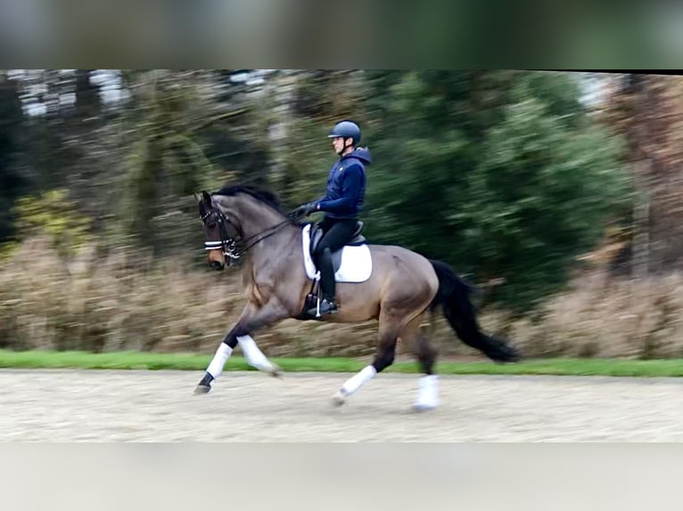 Oldenbourg Hongre 12 Ans 170 cm Bai brun in Bree