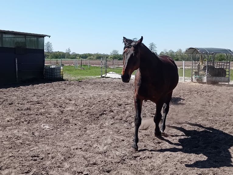 Oldenbourg Hongre 12 Ans 170 cm Bai brun in Friesoythe