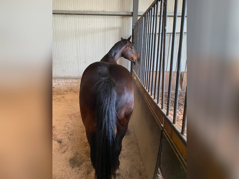 Oldenbourg Hongre 12 Ans 170 cm Bai brun in Friesoythe