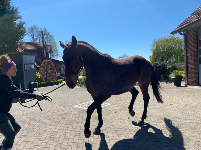 Oldenbourg Hongre 12 Ans 170 cm Bai brun in Friesoythe