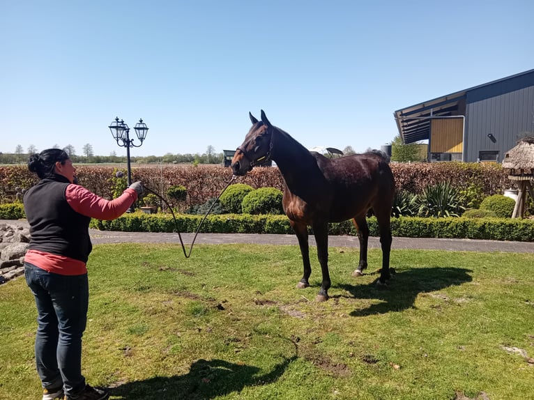 Oldenbourg Hongre 12 Ans 170 cm Bai brun in Friesoythe