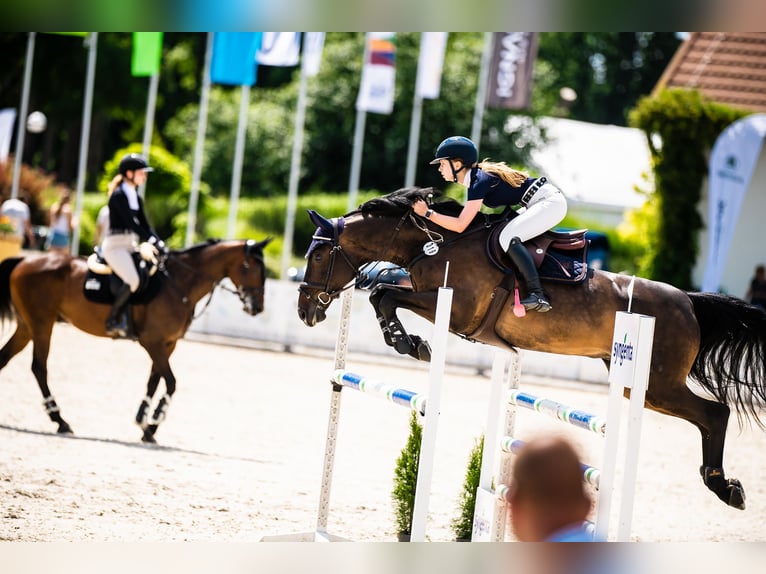 Oldenbourg Hongre 12 Ans 170 cm Bai brun foncé in Jaroszewo