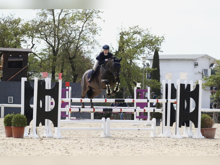 Oldenbourg Hongre 12 Ans 170 cm Bai brun foncé in Jaroszewo