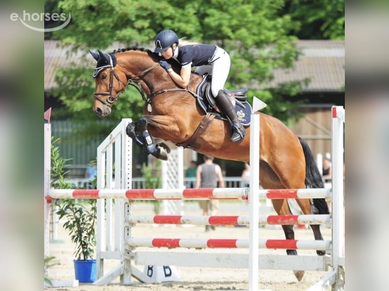 Oldenbourg Hongre 12 Ans 170 cm Bai in Bargenstedt