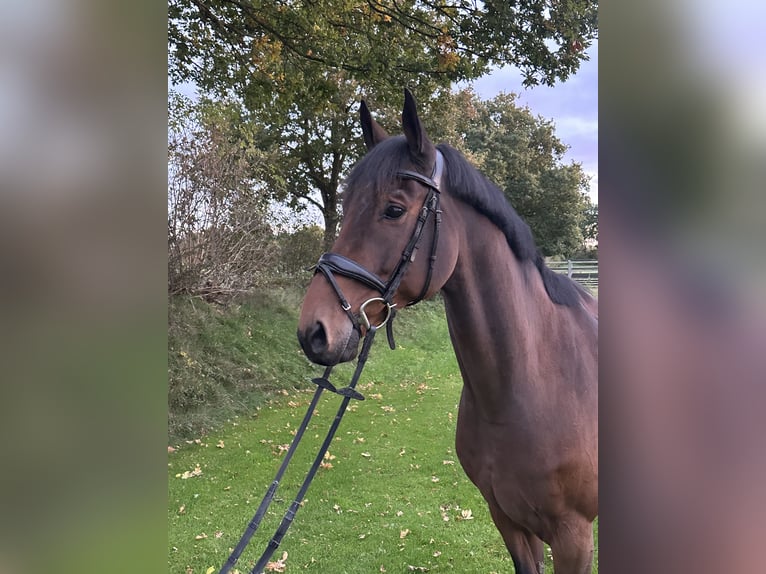 Oldenbourg Hongre 12 Ans 170 cm Bai in Nordermeldorf