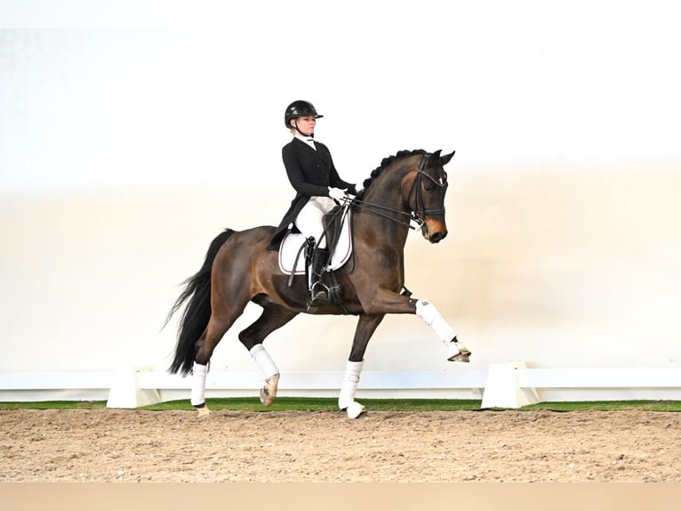 Oldenbourg Hongre 12 Ans 171 cm Bai in Lüdinghausen