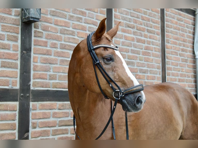 Oldenbourg Hongre 12 Ans 172 cm Alezan in Heidesheim am Rhein