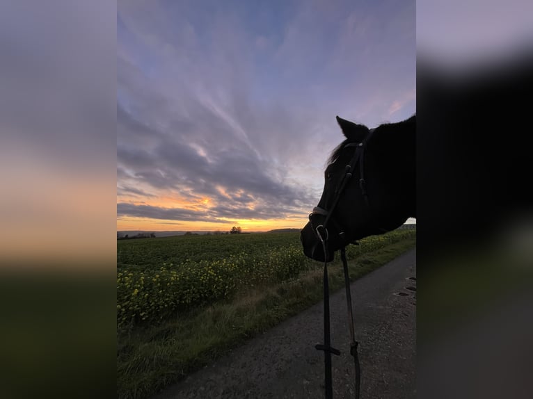Oldenbourg Hongre 12 Ans 172 cm Bai brun foncé in Bad Soden-Salmünster