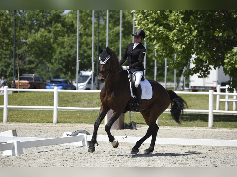 Oldenbourg Hongre 12 Ans 172 cm Bai in Wien, Leopoldstadt