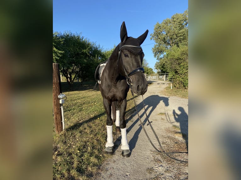 Oldenbourg Hongre 12 Ans 172 cm Noir in Fischamend-Markt